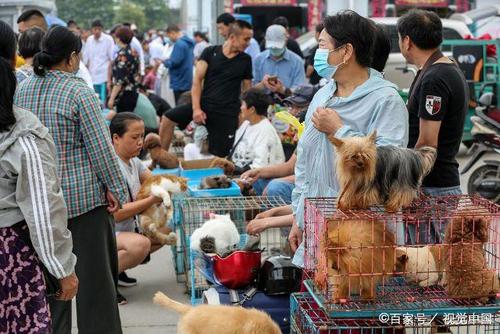 宠物市场,中国十大宠物市场