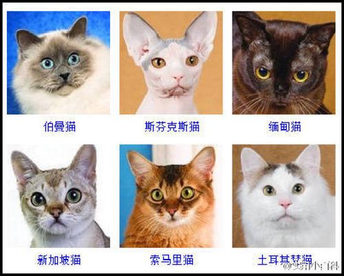 猫品种名字,蓝毛猫品种
